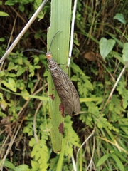 Neochauliodes sinensis
