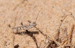 Sphingonotus imitans