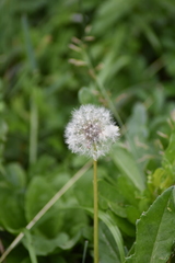 Taraxacum officinale