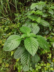 Mussaenda shikokiana