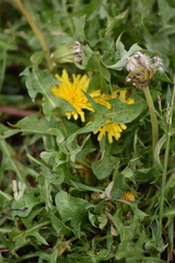 Taraxacum officinale