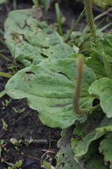 Plantago major