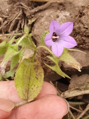 Campanula dichotoma