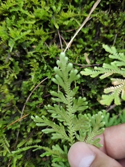 Selaginella moellendorffii