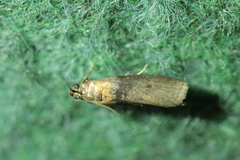 Sciota fumella