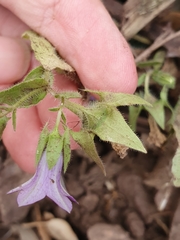 Campanula dichotoma