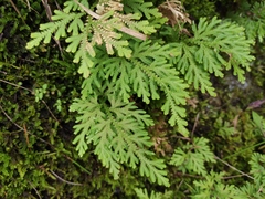 Selaginella moellendorffii