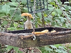 Melanerpes carolinus image