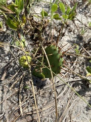 Opuntia drummondii