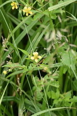 Geum aleppicum