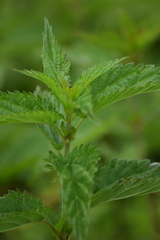 Urtica dioica