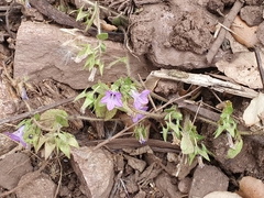 Campanula dichotoma