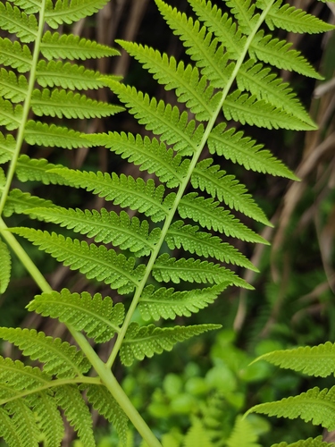 Macrothelypteris torresiana