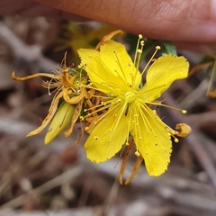 Hypericum