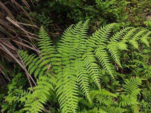 Macrothelypteris torresiana