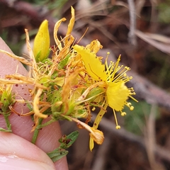 Hypericum