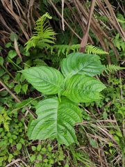 Mussaenda shikokiana