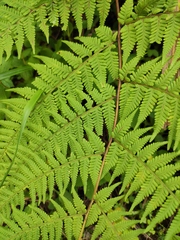 Macrothelypteris oligophlebia