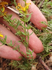 Hypericum
