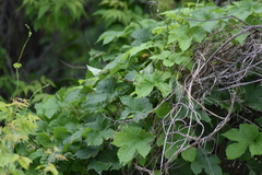 Humulus lupulus