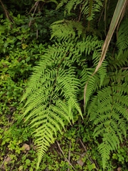 Macrothelypteris oligophlebia