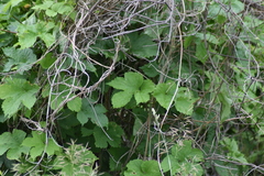 Humulus lupulus