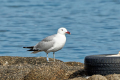 Ichthyaetus audouinii