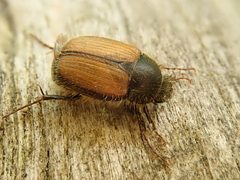 Omaloplia nigromarginata