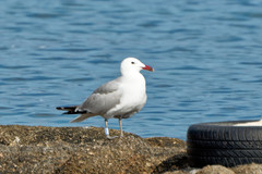 Ichthyaetus audouinii