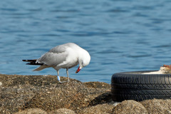 Ichthyaetus audouinii