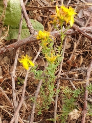 Hypericum