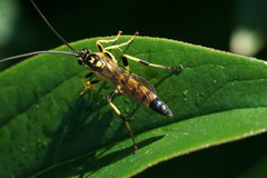 Ichneumon annulatorius