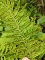Macrothelypteris oligophlebia