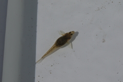 Pomatoschistus microps