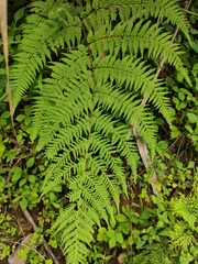 Macrothelypteris oligophlebia