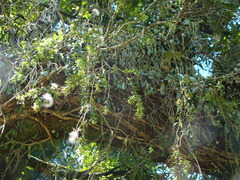 Metrosideros colensoi