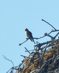 Muscicapa striata tyrrhenica