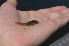 Pomatoschistus microps