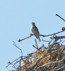 Muscicapa striata tyrrhenica