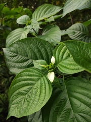 Mussaenda shikokiana