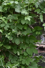 Humulus lupulus
