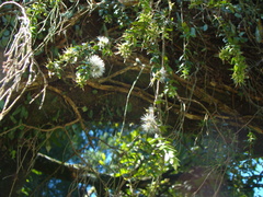 Metrosideros colensoi