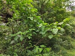 Mussaenda shikokiana