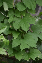 Humulus lupulus