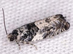 Gypsonoma adjuncta