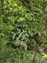 Alniphyllum fortunei