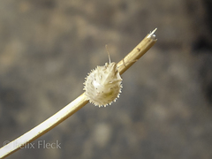 Ancyrosoma leucogrammes