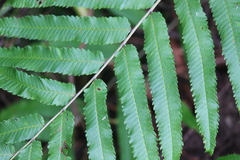 Menisciopsis penangiana