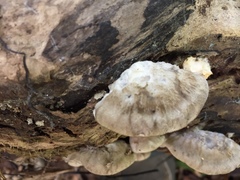 Tyromyces fumidiceps