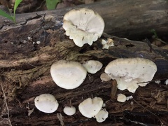 Tyromyces fumidiceps